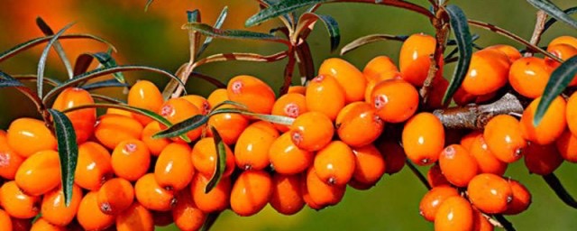 三种人坚决不能吃沙棘?沙棘哪些人不能吃-图1 三种人坚决不能吃沙棘?沙棘哪些人不能吃-图1