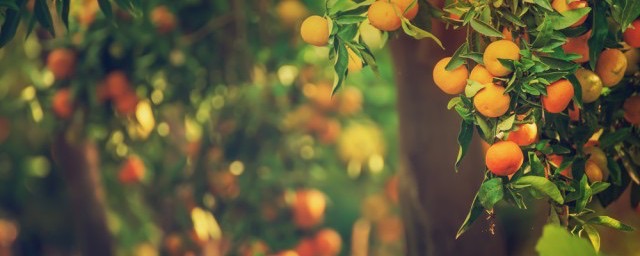 果树种植的技术和方法?果树如何种植的技术和方法-图1 果树种植的技术和方法?果树如何种植的技术和方法-图1