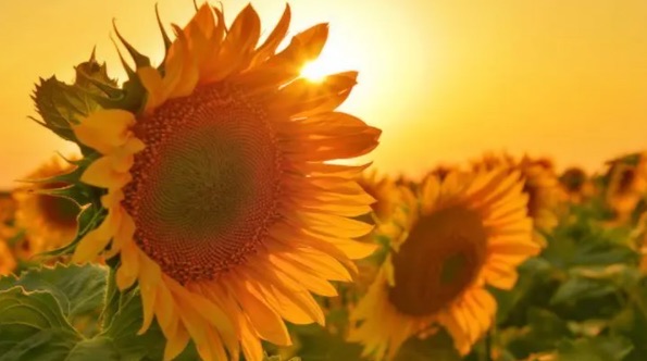 向日葵代表什么含义(向日葵适合送给什么人)-图1 向日葵代表什么含义(向日葵适合送给什么人)-图1