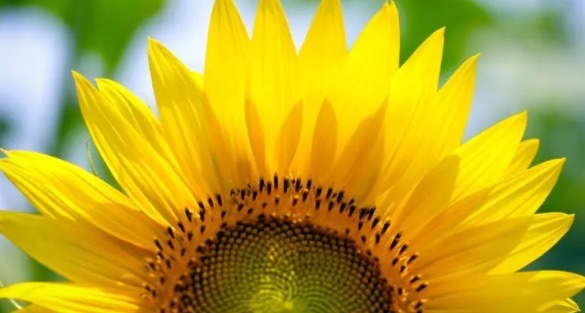 向日葵代表什么含义(向日葵适合送给什么人)-图2 向日葵代表什么含义(向日葵适合送给什么人)-图2