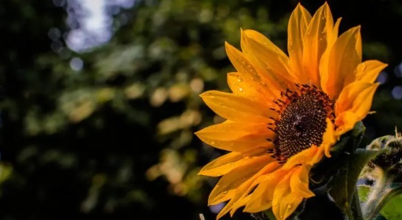 向日葵代表什么含义(向日葵适合送给什么人)-图3 向日葵代表什么含义(向日葵适合送给什么人)-图3