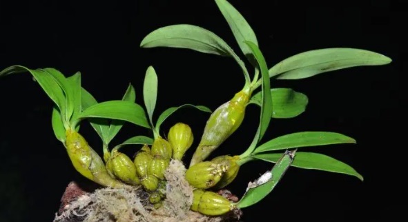 石斛可以长期食用吗(石斛的功效与作用)-图1 石斛可以长期食用吗(石斛的功效与作用)-图1