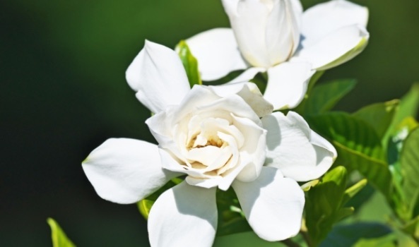 栀子花的花语是什么(栀子花的寓意和象征)-图1 栀子花的花语是什么(栀子花的寓意和象征)-图1