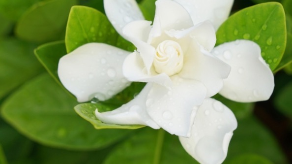 栀子花的花语是什么(栀子花的寓意和象征)-图2 栀子花的花语是什么(栀子花的寓意和象征)-图2