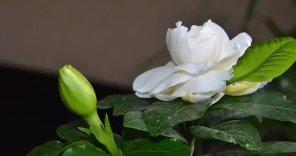 栀子花的花语是什么(栀子花的寓意和象征)-图3 栀子花的花语是什么(栀子花的寓意和象征)-图3