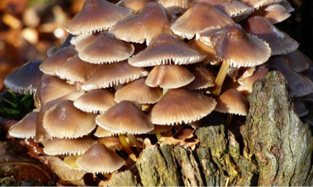 最适合老年人的六种食物-图3 最适合老年人的六种食物-图3