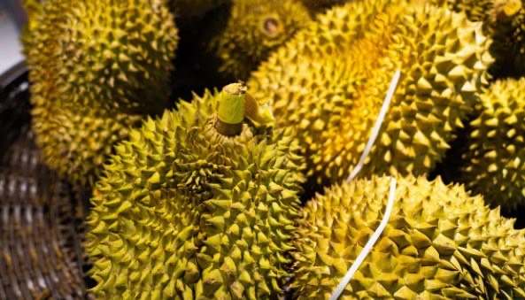 挑选榴莲有哪些方法(榴莲怎么挑才是最好的)-图2 挑选榴莲有哪些方法(榴莲怎么挑才是最好的)-图2