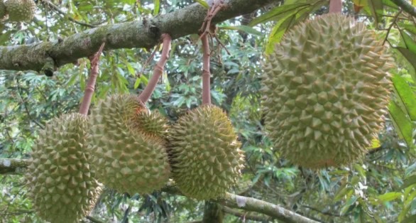 挑选榴莲有哪些方法(榴莲怎么挑才是最好的)-图3 挑选榴莲有哪些方法(榴莲怎么挑才是最好的)-图3