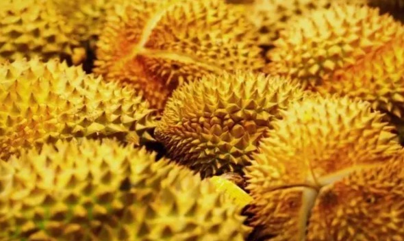 榴莲怎么挑选皮薄肉多(榴莲挑选的八大诀窍)-图1 榴莲怎么挑选皮薄肉多(榴莲挑选的八大诀窍)-图1