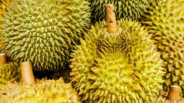 榴莲怎么挑选皮薄肉多(榴莲挑选的八大诀窍)-图2 榴莲怎么挑选皮薄肉多(榴莲挑选的八大诀窍)-图2