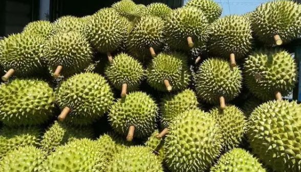 榴莲怎么挑选皮薄肉多(榴莲挑选的八大诀窍)-图3 榴莲怎么挑选皮薄肉多(榴莲挑选的八大诀窍)-图3