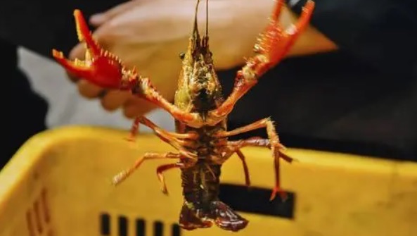 龙虾怎么做好吃又简单(龙虾的营养价值及功效)-图1 龙虾怎么做好吃又简单(龙虾的营养价值及功效)-图1