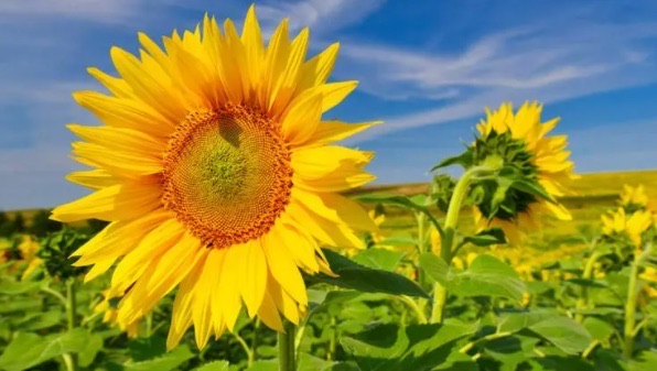 向日葵为什么不能送人(向日葵的寓意和象征)-图1 向日葵为什么不能送人(向日葵的寓意和象征)-图1