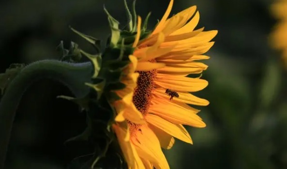 向日葵为什么不能送人(向日葵的寓意和象征)-图2 向日葵为什么不能送人(向日葵的寓意和象征)-图2