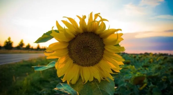 向日葵为什么不能送人(向日葵的寓意和象征)-图3 向日葵为什么不能送人(向日葵的寓意和象征)-图3