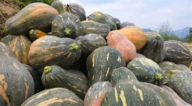 切开的南瓜怎么保存? 学会一招 只要撒一把 保存一周都不变质-图2 切开的南瓜怎么保存? 学会一招 只要撒一把 保存一周都不变质-图2