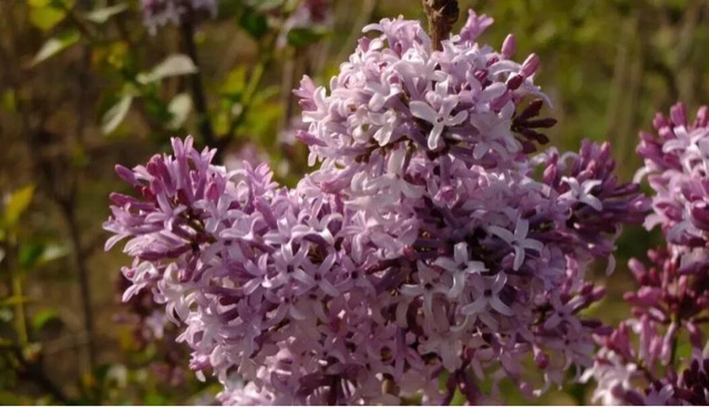 香料是什么东西(十大珍稀香料盘点)-图3 香料是什么东西(十大珍稀香料盘点)-图3