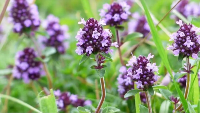 香料是什么东西(十大珍稀香料盘点)-图4 香料是什么东西(十大珍稀香料盘点)-图4