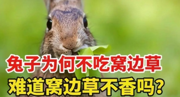 兔子不吃窝边草是真的吗(这句话出自哪个人的书)-图1 兔子不吃窝边草是真的吗(这句话出自哪个人的书)-图1