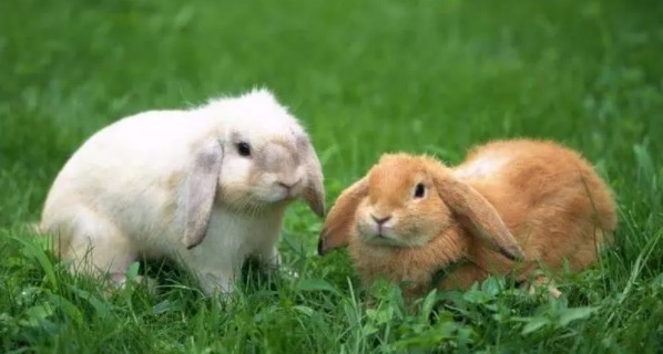 兔子不吃窝边草是真的吗(这句话出自哪个人的书)-图2 兔子不吃窝边草是真的吗(这句话出自哪个人的书)-图2