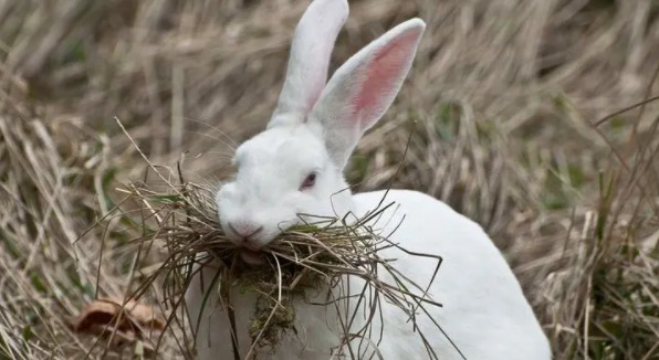 兔子不吃窝边草是真的吗(这句话出自哪个人的书)-图3 兔子不吃窝边草是真的吗(这句话出自哪个人的书)-图3