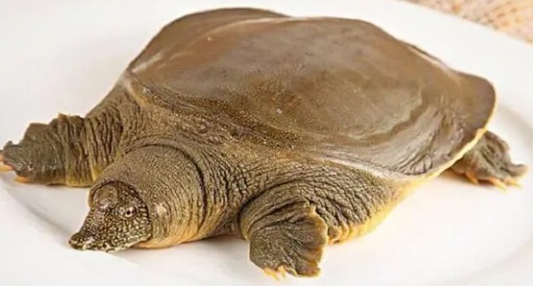 黄桃不能和什么一起吃(甲鱼,纯粮酒,茶,热补性食材)-图1 黄桃不能和什么一起吃(甲鱼,纯粮酒,茶,热补性食材)-图1