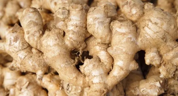 生姜怎么保存不干不烂(生姜发芽了还能吃吗)-图2 生姜怎么保存不干不烂(生姜发芽了还能吃吗)-图2