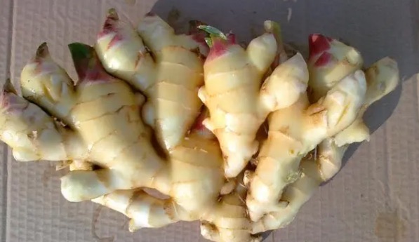 生姜怎么保存不干不烂(生姜发芽了还能吃吗)-图3 生姜怎么保存不干不烂(生姜发芽了还能吃吗)-图3