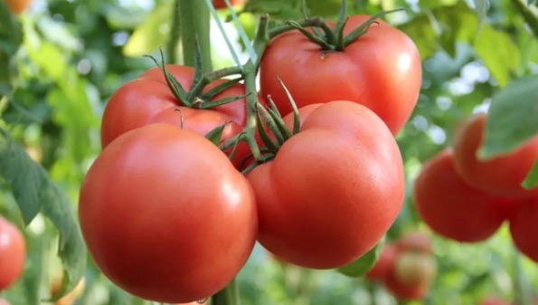 哪些水果对癌症有好处(杀死癌细胞最狠的水果)-图2 哪些水果对癌症有好处(杀死癌细胞最狠的水果)-图2