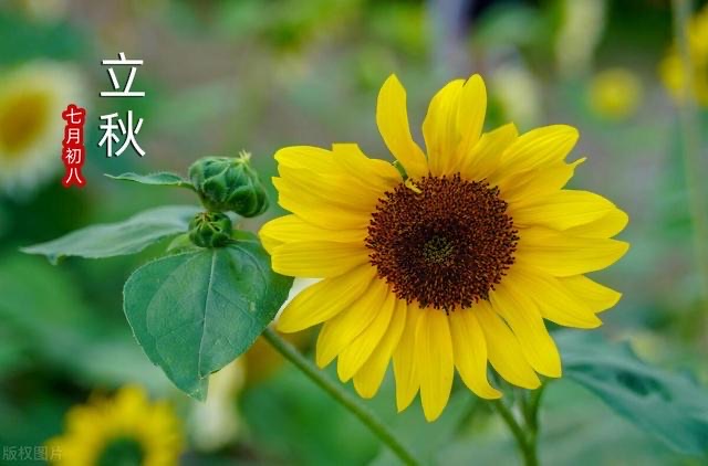 2023年立秋要到了,是属于早立秋还是晚立秋,立秋后天气还热吗?-图4 2023年立秋要到了,是属于早立秋还是晚立秋,立秋后天气还热吗?-图4