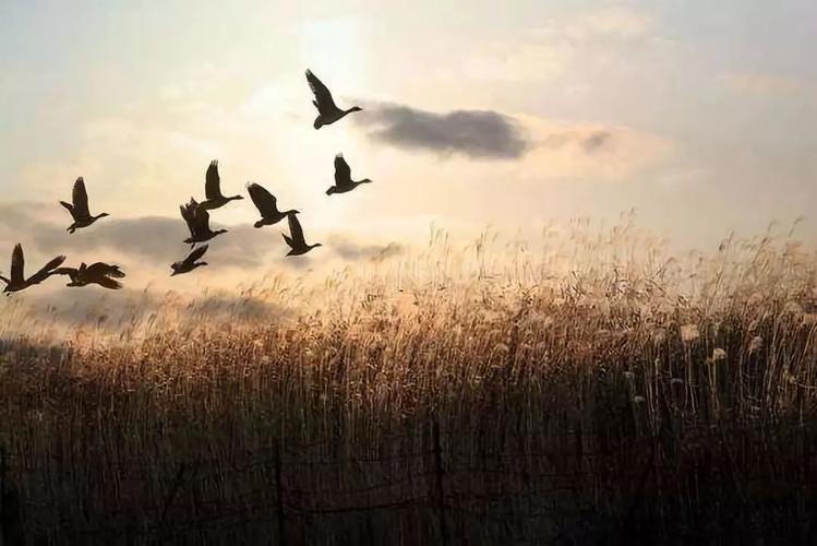 秋雁南回是什么季节-图1 秋雁南回是什么季节-图1