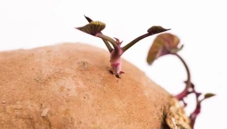 红薯发芽了还能吃吗?听听专家解读-图1 红薯发芽了还能吃吗?听听专家解读-图1