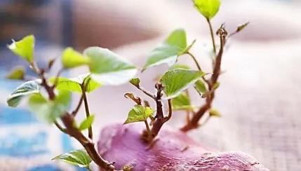 红薯发芽了还能吃吗?听听专家解读-图2 红薯发芽了还能吃吗?听听专家解读-图2