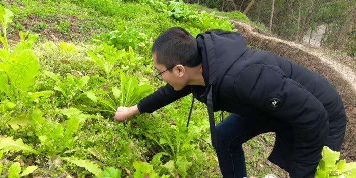 偷青是什么意思-图1 偷青是什么意思-图1