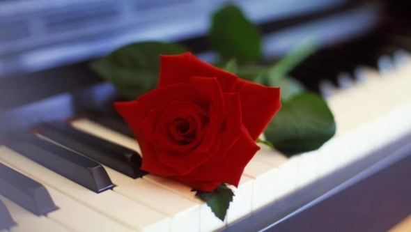 花语最浪漫的十大花朵(满天星代表纯真浪漫)-图1 花语最浪漫的十大花朵(满天星代表纯真浪漫)-图1