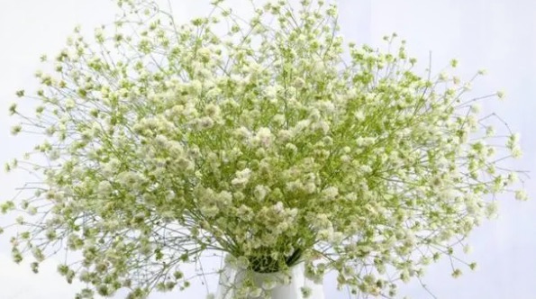 花语最浪漫的十大花朵(满天星代表纯真浪漫)-图2 花语最浪漫的十大花朵(满天星代表纯真浪漫)-图2