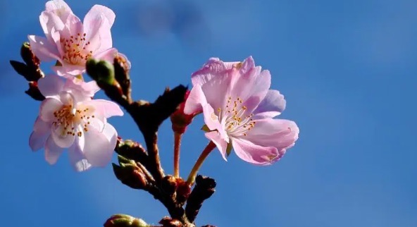 花语最浪漫的十大花朵(满天星代表纯真浪漫)-图3 花语最浪漫的十大花朵(满天星代表纯真浪漫)-图3