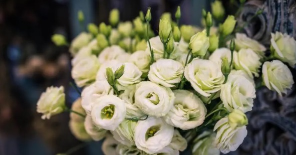 花语最浪漫的十大花朵(满天星代表纯真浪漫)-图4 花语最浪漫的十大花朵(满天星代表纯真浪漫)-图4