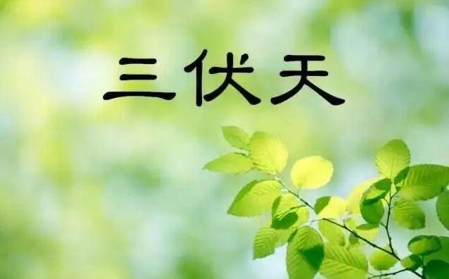 三伏贴有什么功效?贴三伏贴有什么注意事项?-图1 三伏贴有什么功效?贴三伏贴有什么注意事项?-图1