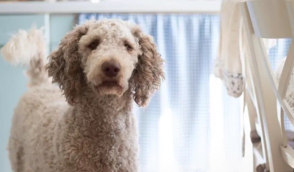 家庭养什么狗最干净(家庭养什么狗最好排行榜)-图1 家庭养什么狗最干净(家庭养什么狗最好排行榜)-图1