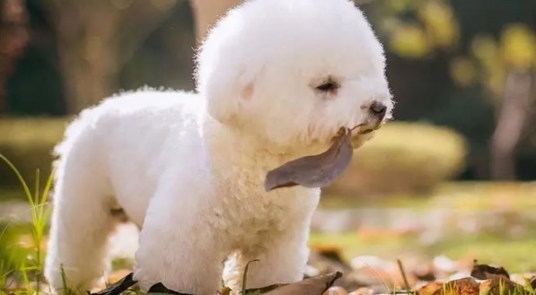 家庭养什么狗最干净(家庭养什么狗最好排行榜)-图3 家庭养什么狗最干净(家庭养什么狗最好排行榜)-图3