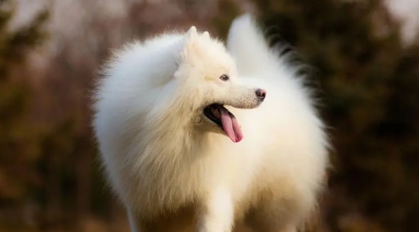 家庭养什么狗最干净(家庭养什么狗最好排行榜)-图4 家庭养什么狗最干净(家庭养什么狗最好排行榜)-图4