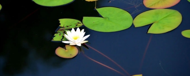 浮萍居主的作品?浮萍居主写过哪些小说-图1 浮萍居主的作品?浮萍居主写过哪些小说-图1