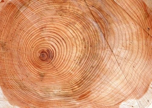 天然的指南针有哪些_怎么辨别方向的-图1 天然的指南针有哪些_怎么辨别方向的-图1