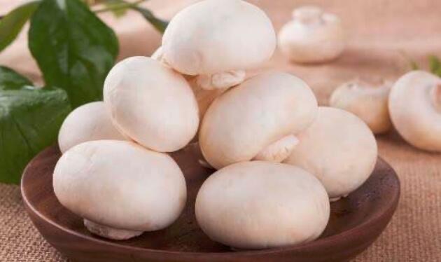 口蘑是不是发物-图1 口蘑是不是发物-图1