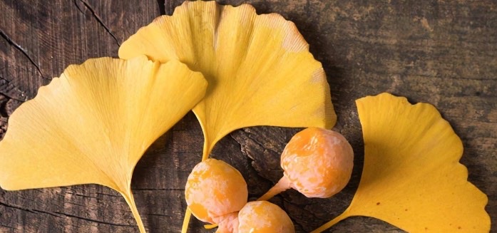 银杏果中含有很多药用成分可以食疗滋补吗?银杏果有哪些食用方法-图1 银杏果中含有很多药用成分可以食疗滋补吗?银杏果有哪些食用方法-图1