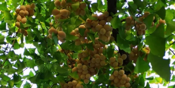 银杏果中含有很多药用成分可以食疗滋补吗?银杏果有哪些食用方法-图2 银杏果中含有很多药用成分可以食疗滋补吗?银杏果有哪些食用方法-图2