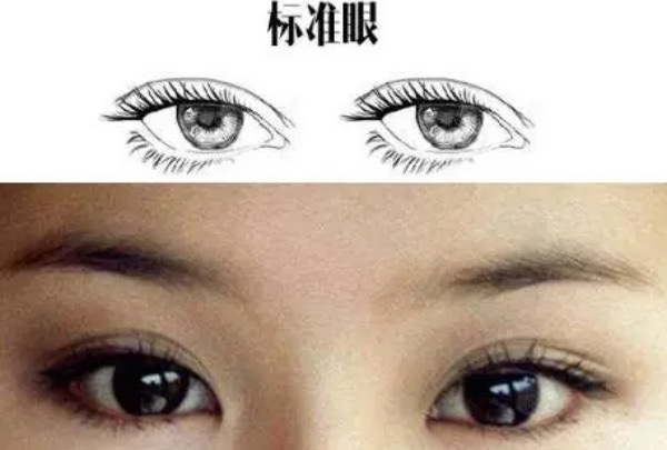 常见的几种眼型,二十种眼形大全图解-图6 常见的几种眼型,二十种眼形大全图解-图6