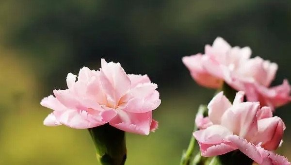 19朵康乃馨代表什么意思,康乃馨的颜色分别代表什么-图1 19朵康乃馨代表什么意思,康乃馨的颜色分别代表什么-图1