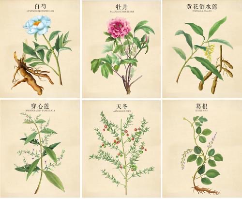 草药名字大全?常见中草药名称列表-图1 草药名字大全?常见中草药名称列表-图1